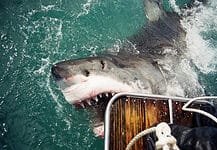 Shark cage diving in Gansbaai, South Africa