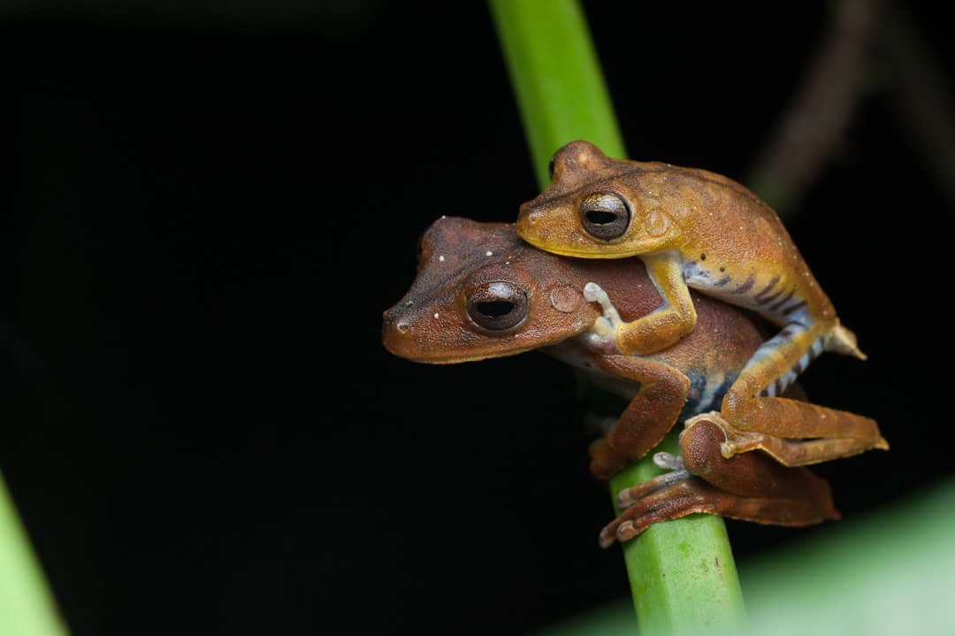 Ecuadorian Amazon Rainforest - Ecuadorian Amazon Rainforest: Hidden Gems, Eco-Lodges and Indigenous Cultures