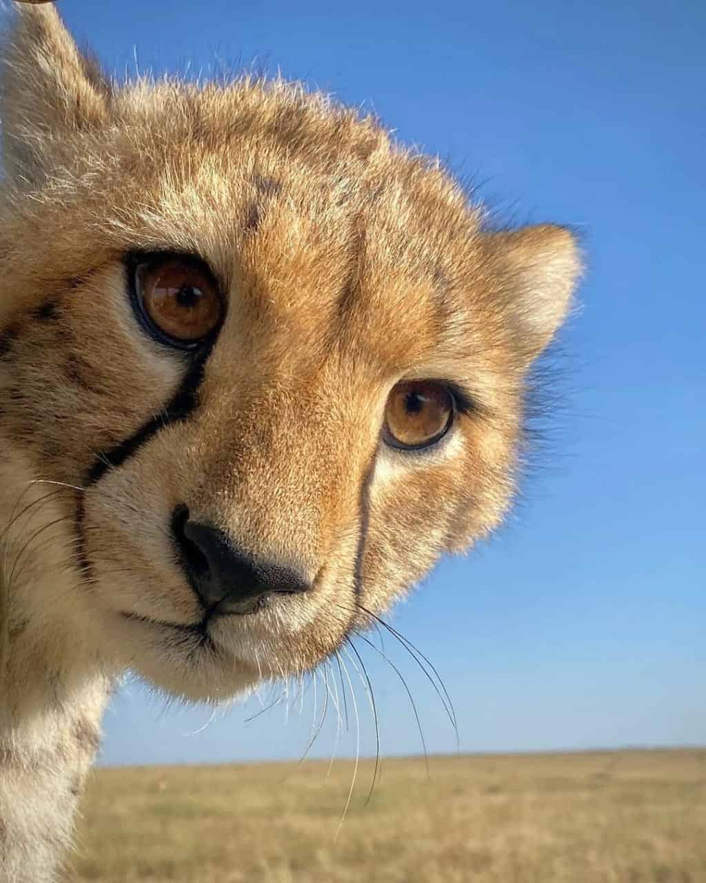 Cheetah very close