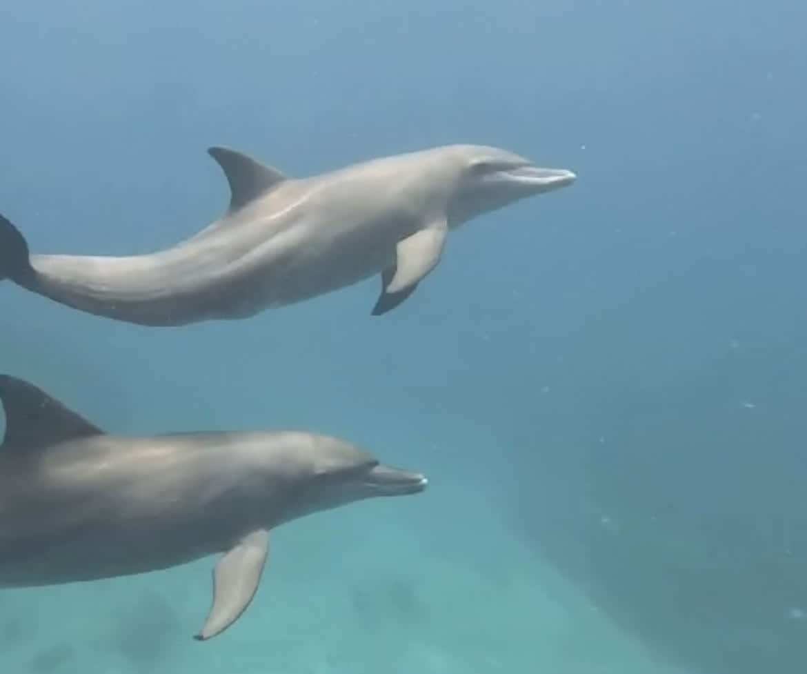 seychelles travel tips - Top Seychelles Travel Tips: Not to Miss Islands and Beaches Dive with dolphins in the Seychelles.