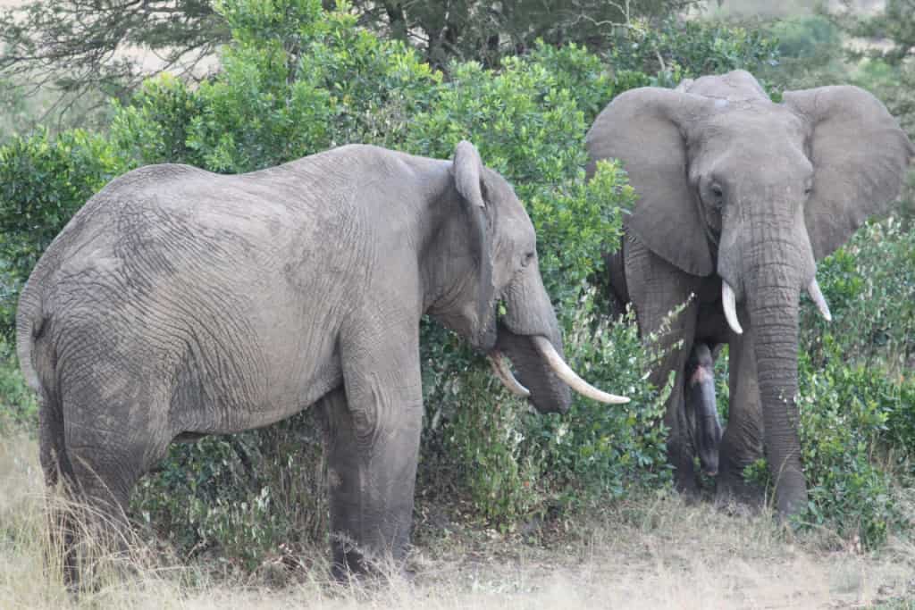 addo elephant national park - Diversity and Animals You'll See at Addo Elephant National Park Fauna and flora at Addo Elephant Park, South Africa
