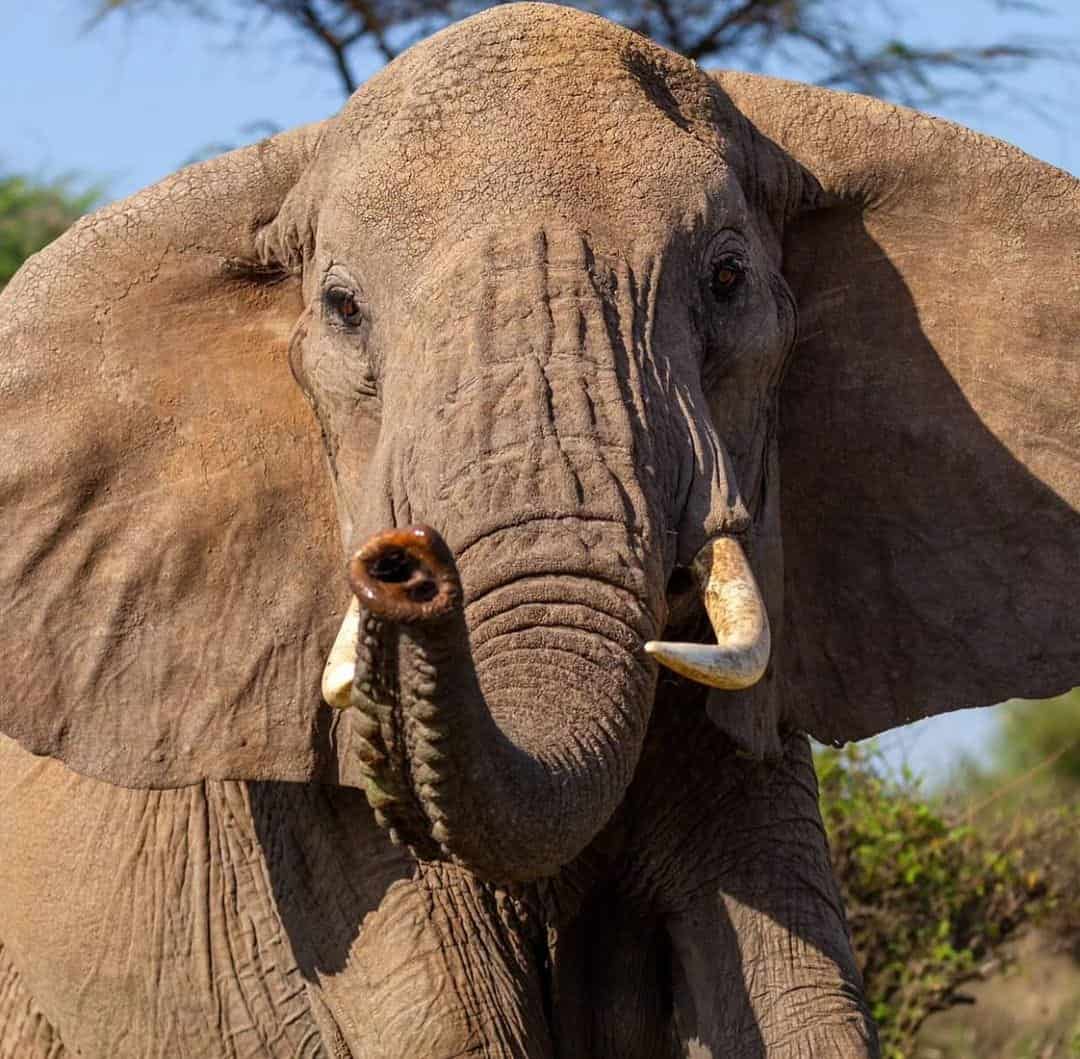 Elephant looking right into the camera