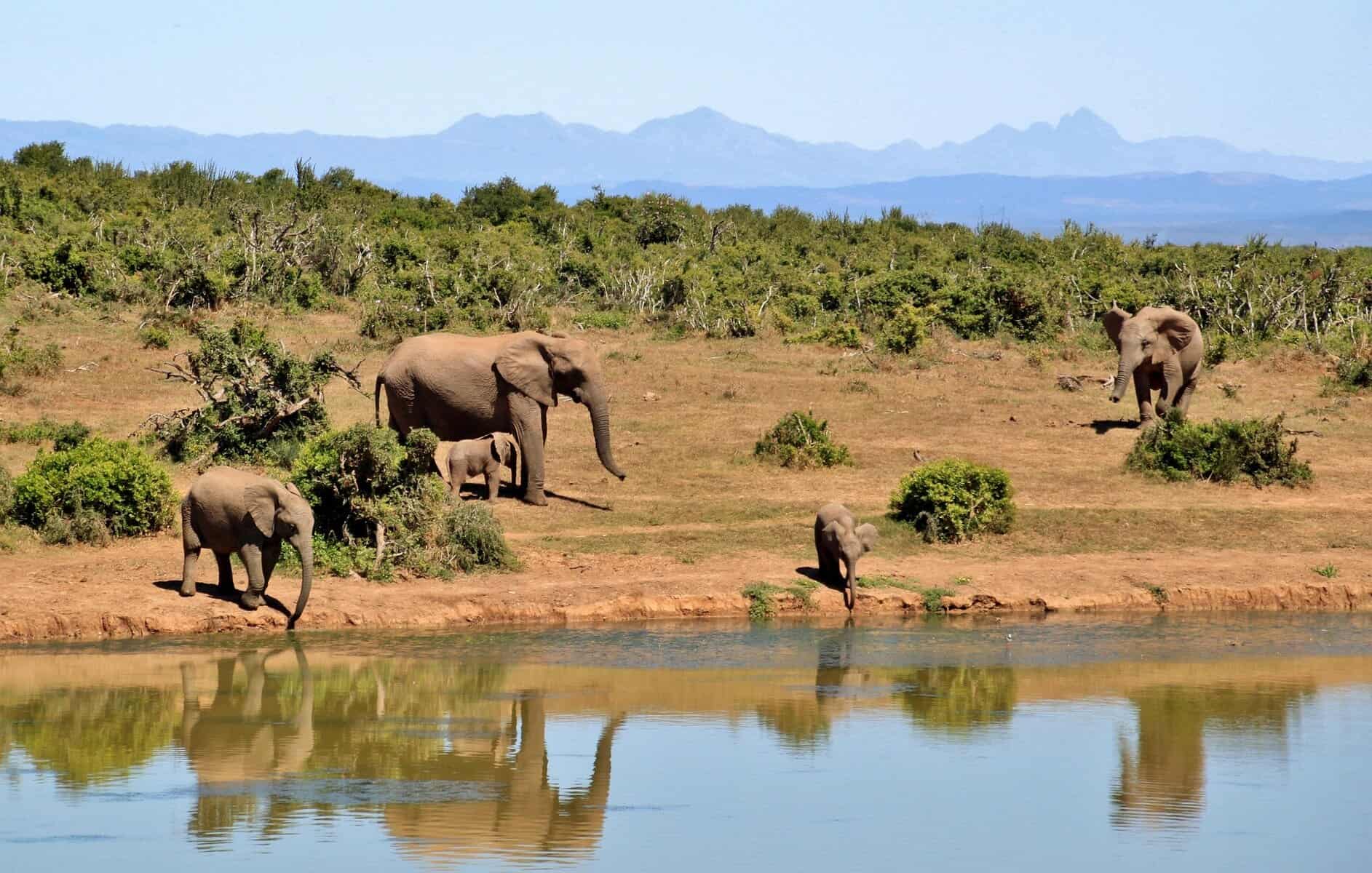 great migration in africa - The Great Migration in Africa: Everything You Need to Know A parade of elephants at a watering hole.