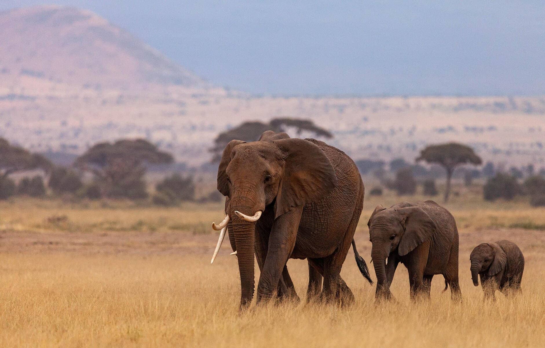 great migration in africa - The Great Migration in Africa: Everything You Need to Know A family of elephants crossing the African plain.