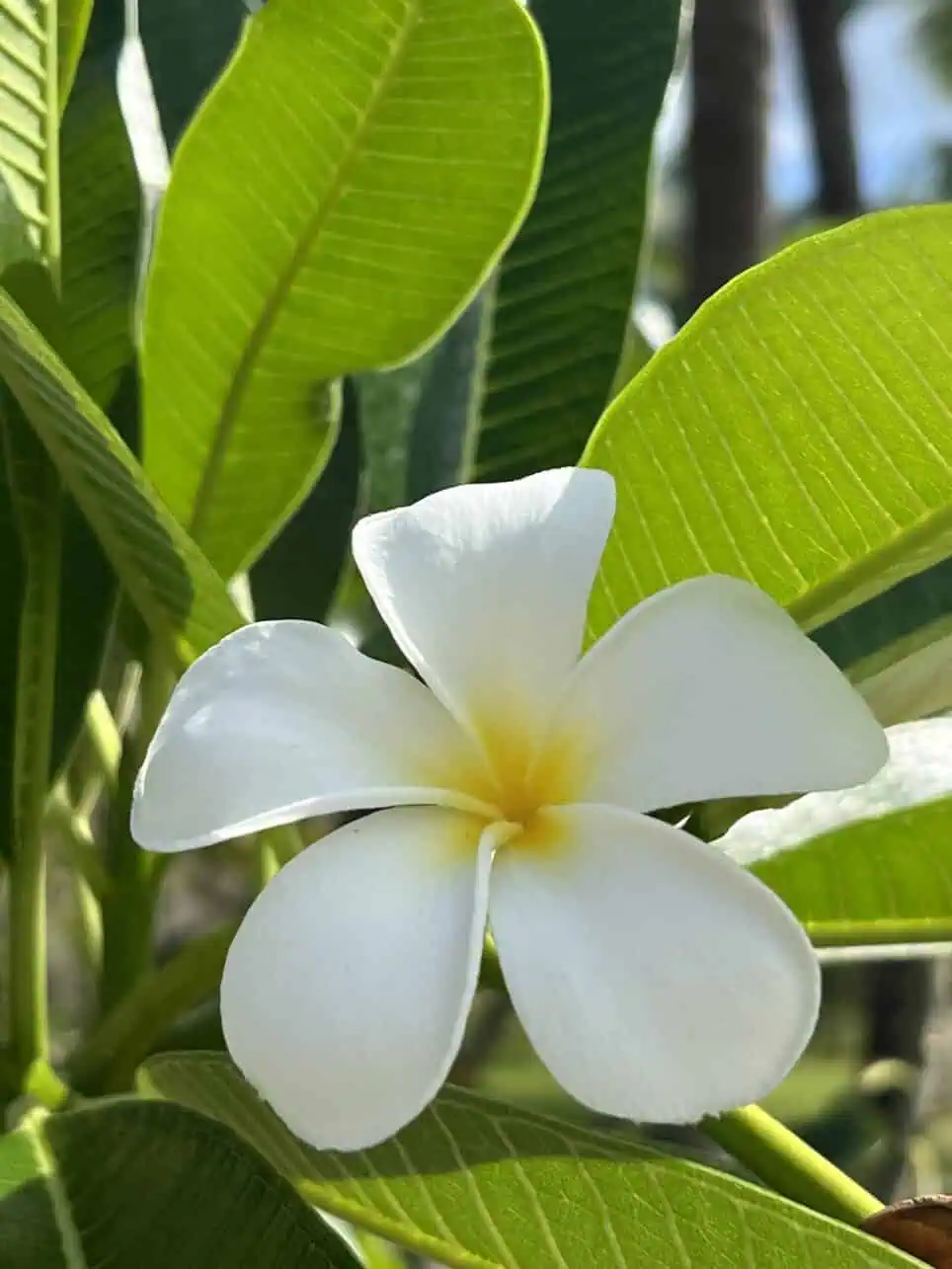seychelles travel tips - Top Seychelles Travel Tips: Not to Miss Islands and Beaches Frangipani blossom in the Seychelles.