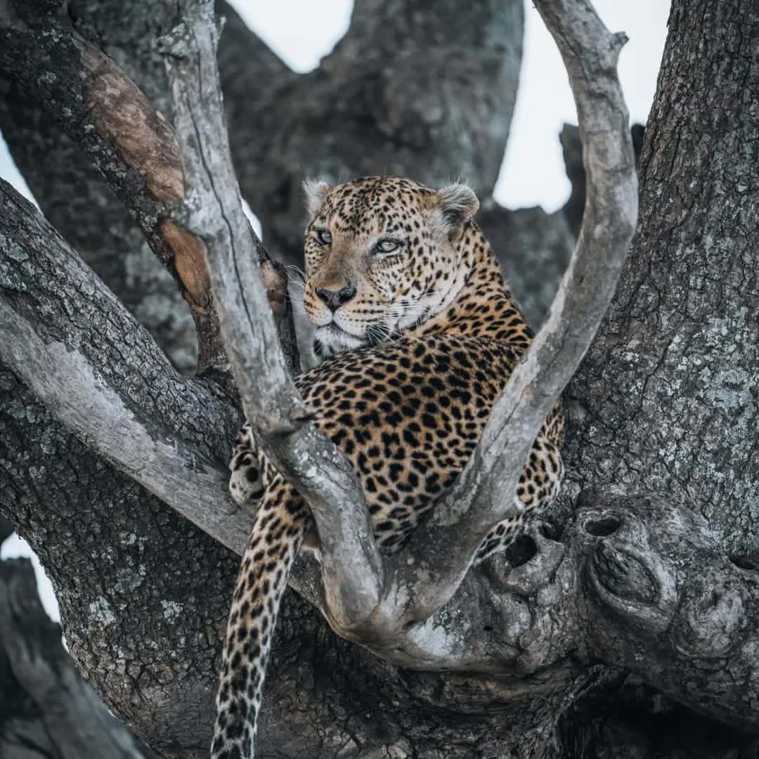 Leopard relaxing in the tree.