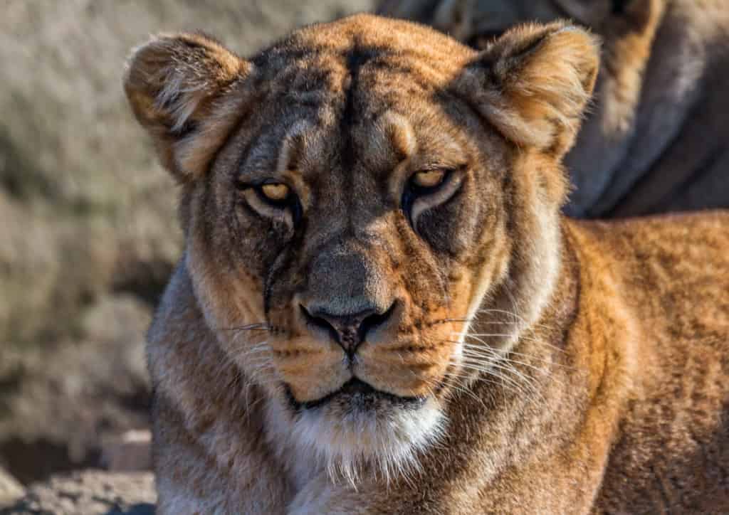 addo elephant national park - Diversity and Animals You'll See at Addo Elephant National Park Lions at Addo Elephant National Park in South Africa