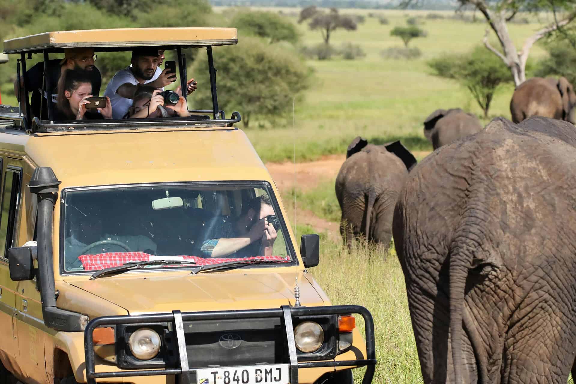 Planning a budget safari in Tanzania 