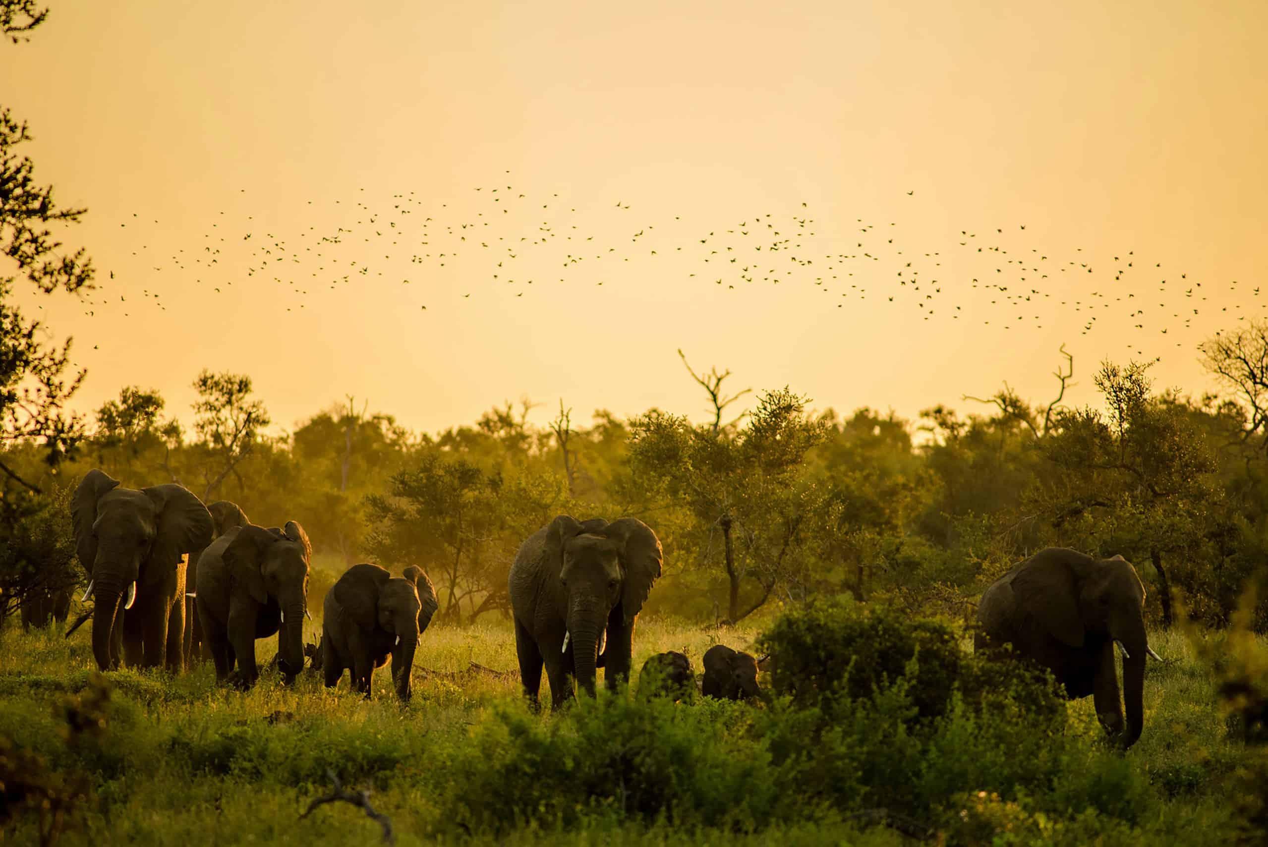 Elephants in Tanzania