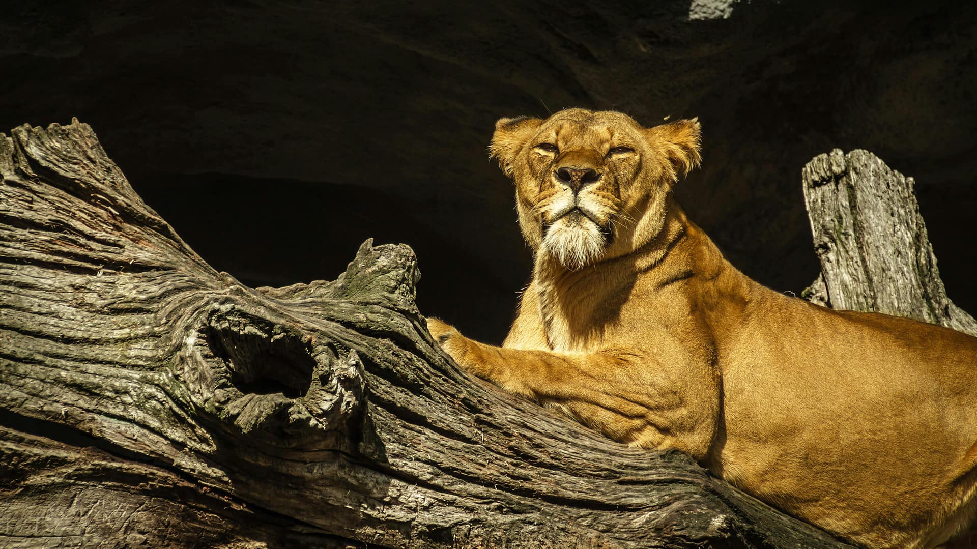 A lion in Tanzania