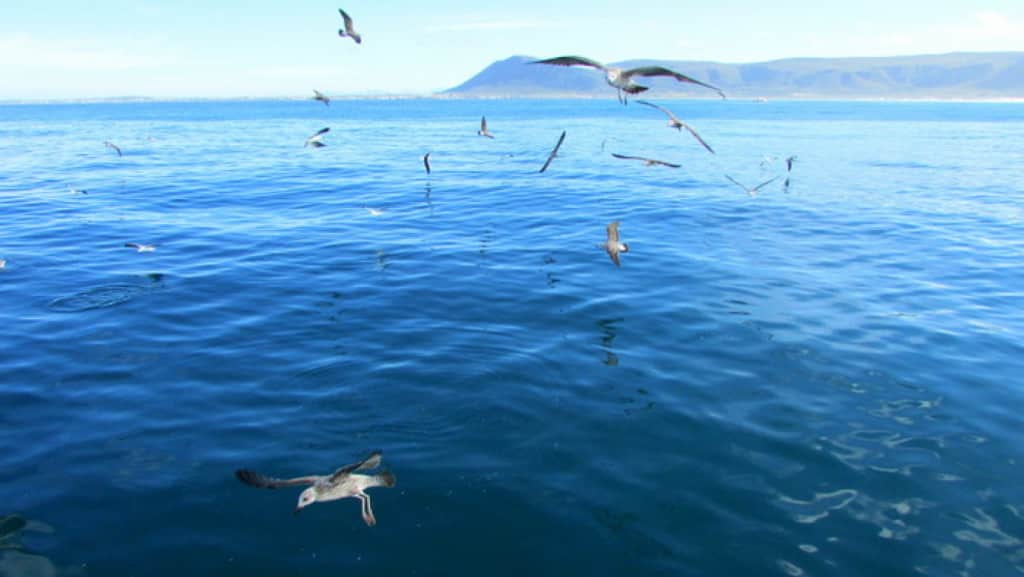 shark cage diving in south africa - Great White Shark Cage Diving in South Africa Best time to go shark cage diving in South Africa