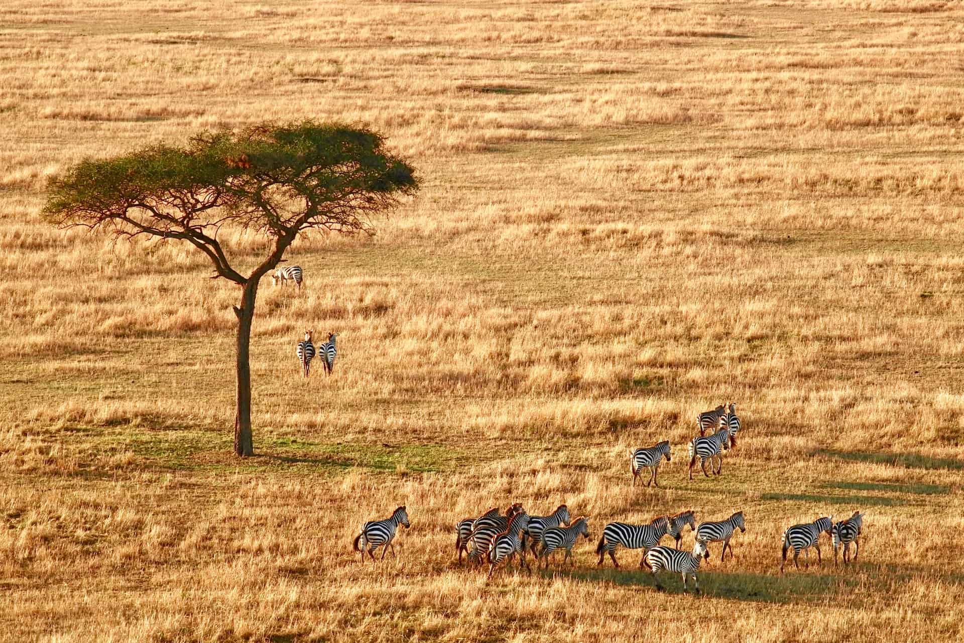 things to do in tanzania - Top 10 Things to Do in Tanzania Serengeti National Park, Arusha, Tanzania