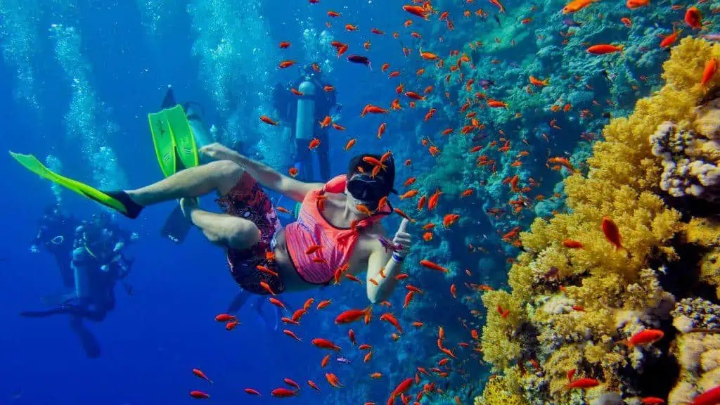 Snorkeling in Zanzibar - Where to go Snorkeling in Zanzibar Snorkeling Tours In Zanzibar Beach