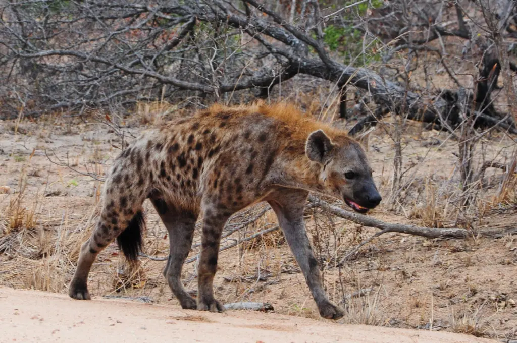 addo elephant national park - Diversity and Animals You'll See at Addo Elephant National Park Hyenas at Addo Elephant National Park in South Africa