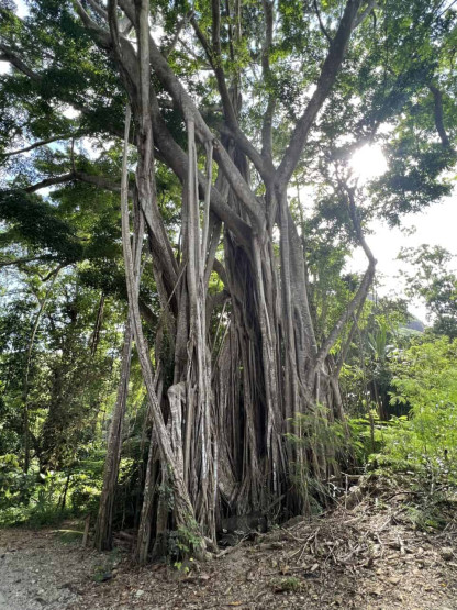 Weeping tree on Sainte Anne, Seychelles.