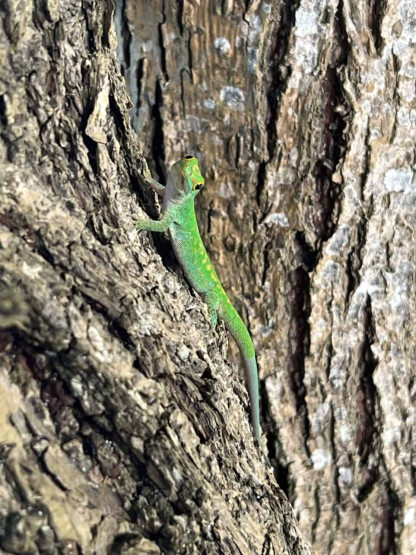 Meet a gecko