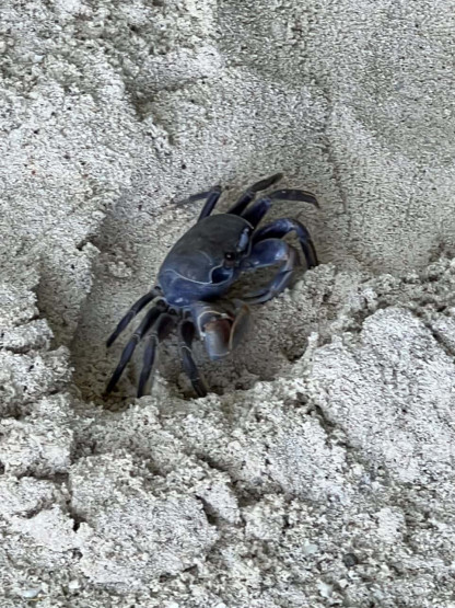 Dark crab on La Digue, Seychelles.