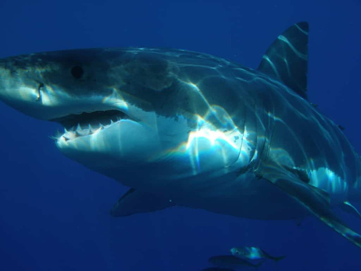 Great white shark cage diving, South Africa