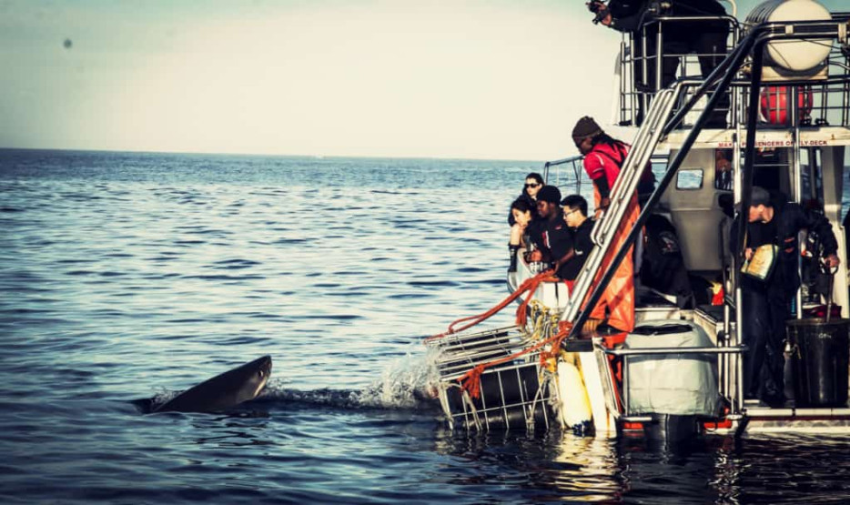 Shark cage diving with Marine Dynamics, Gansbaai