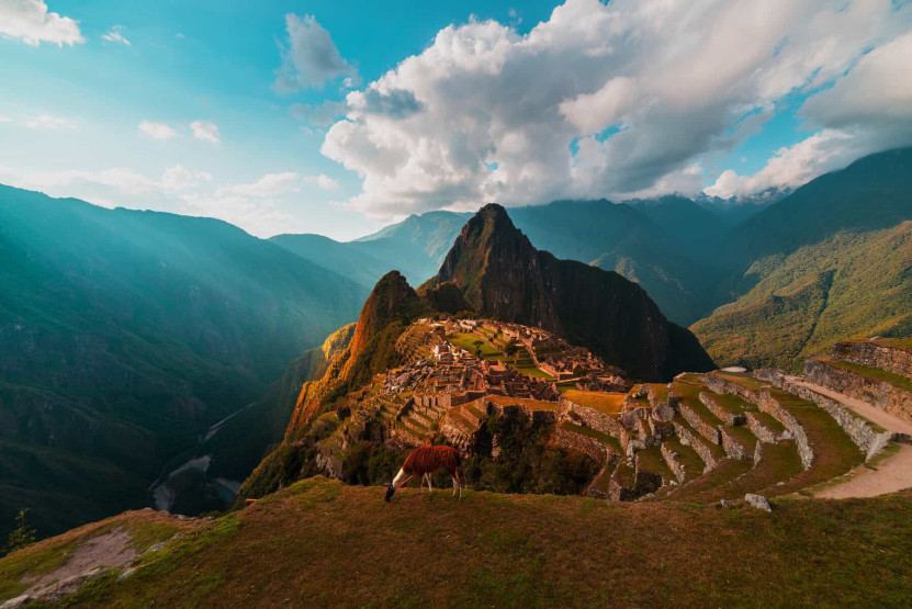 Alpaca at Machu Picchu in Peru.