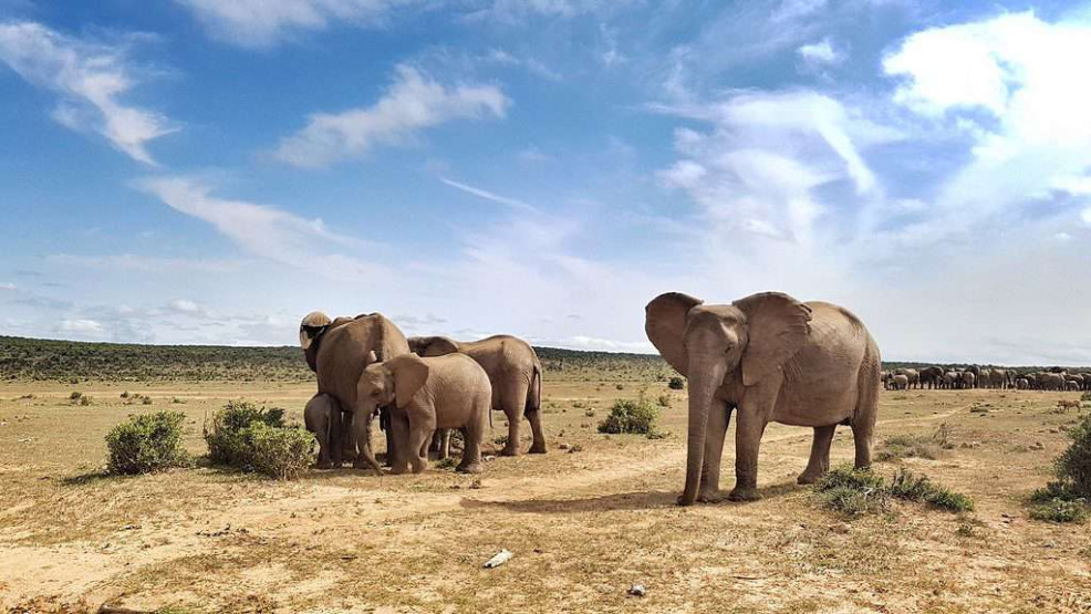 At the water hole - Addo Elephant National Park, South Africa