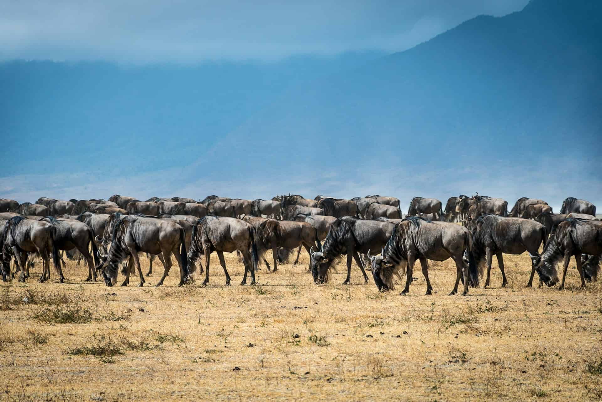 Is the wildebeest migration the best time to visit Kenya?