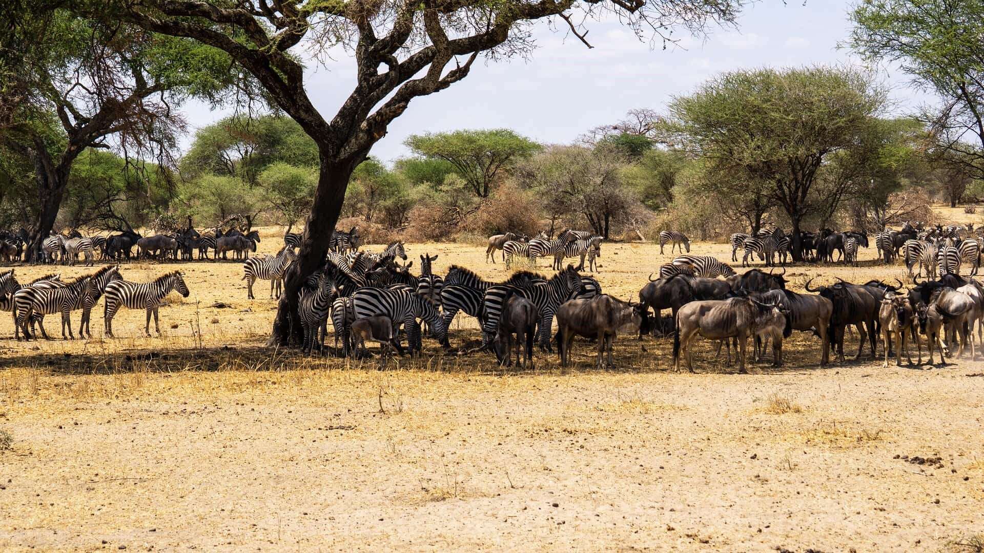 great migration in africa - The Great Migration in Africa: Everything You Need to Know Zebra and wildebeest often graze together.