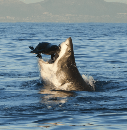 Shark cage diving with Marine Dynamics, Gansbaai